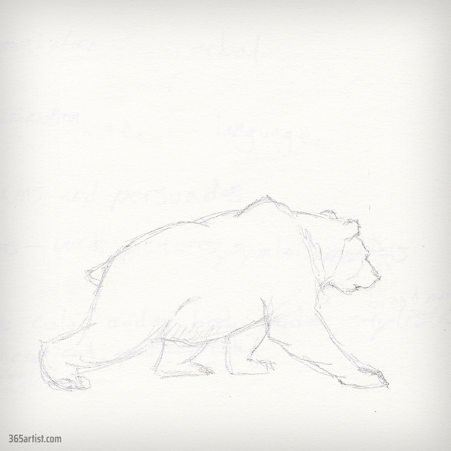 drawing of a bear