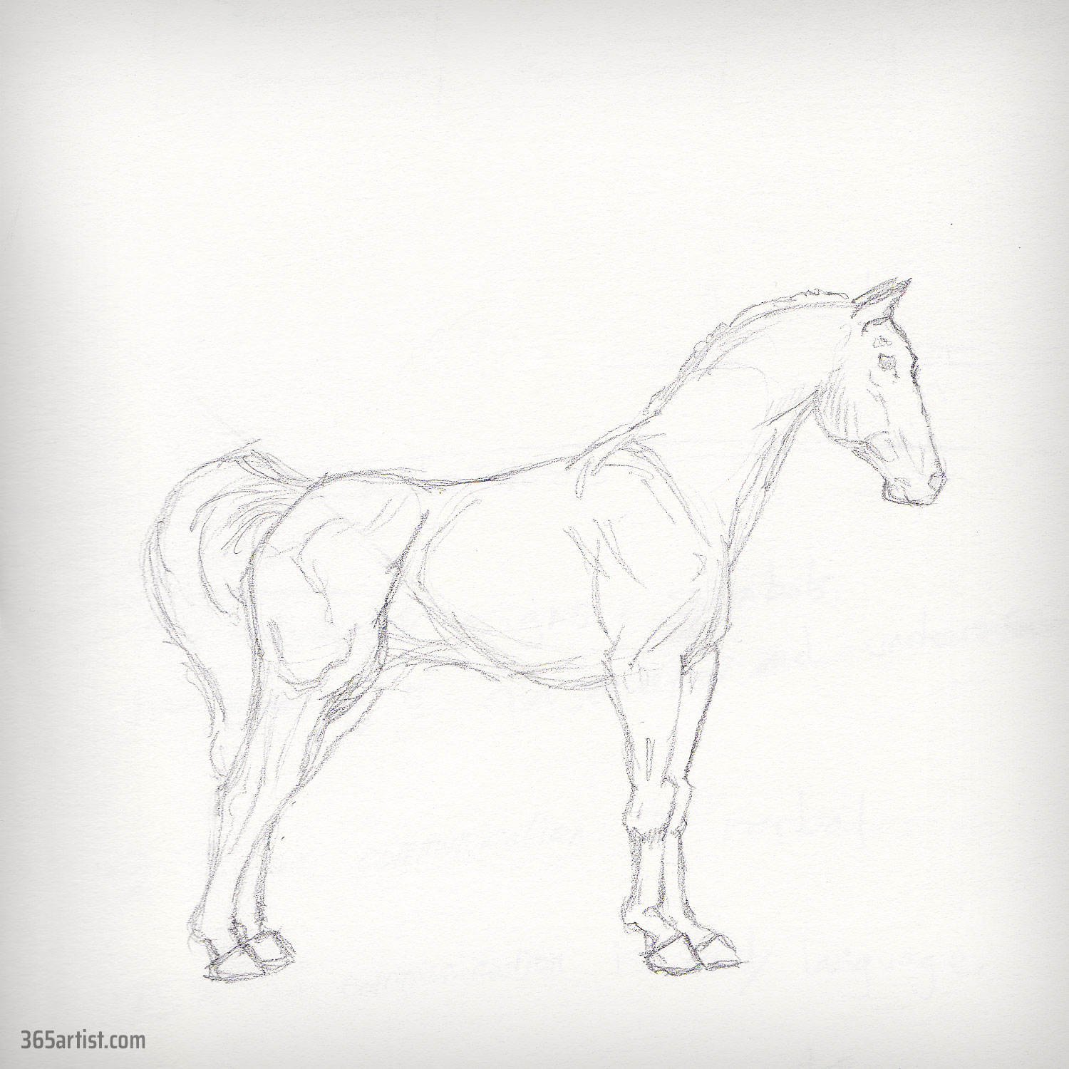 drawing sketch of a horse