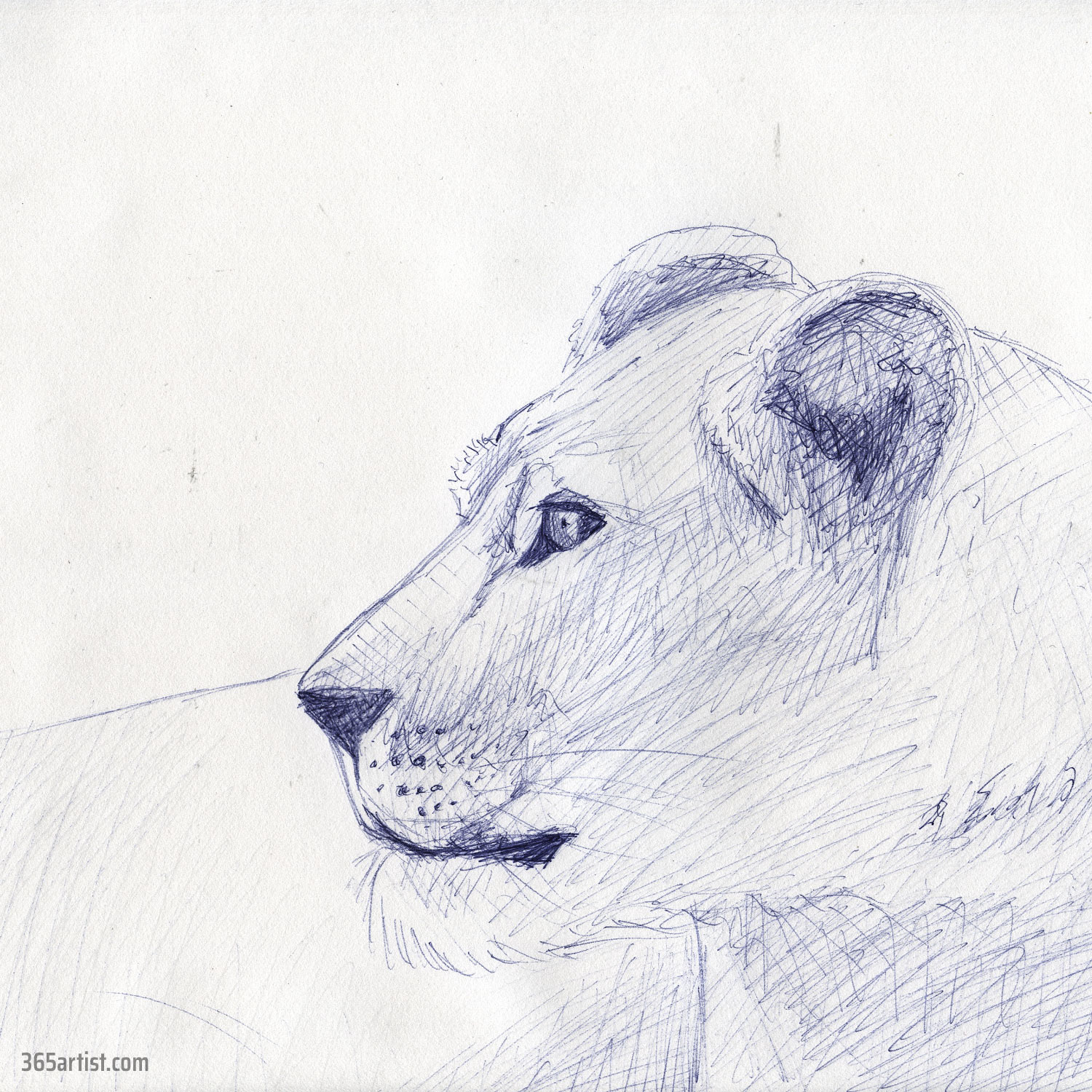 pen drawing of a lion