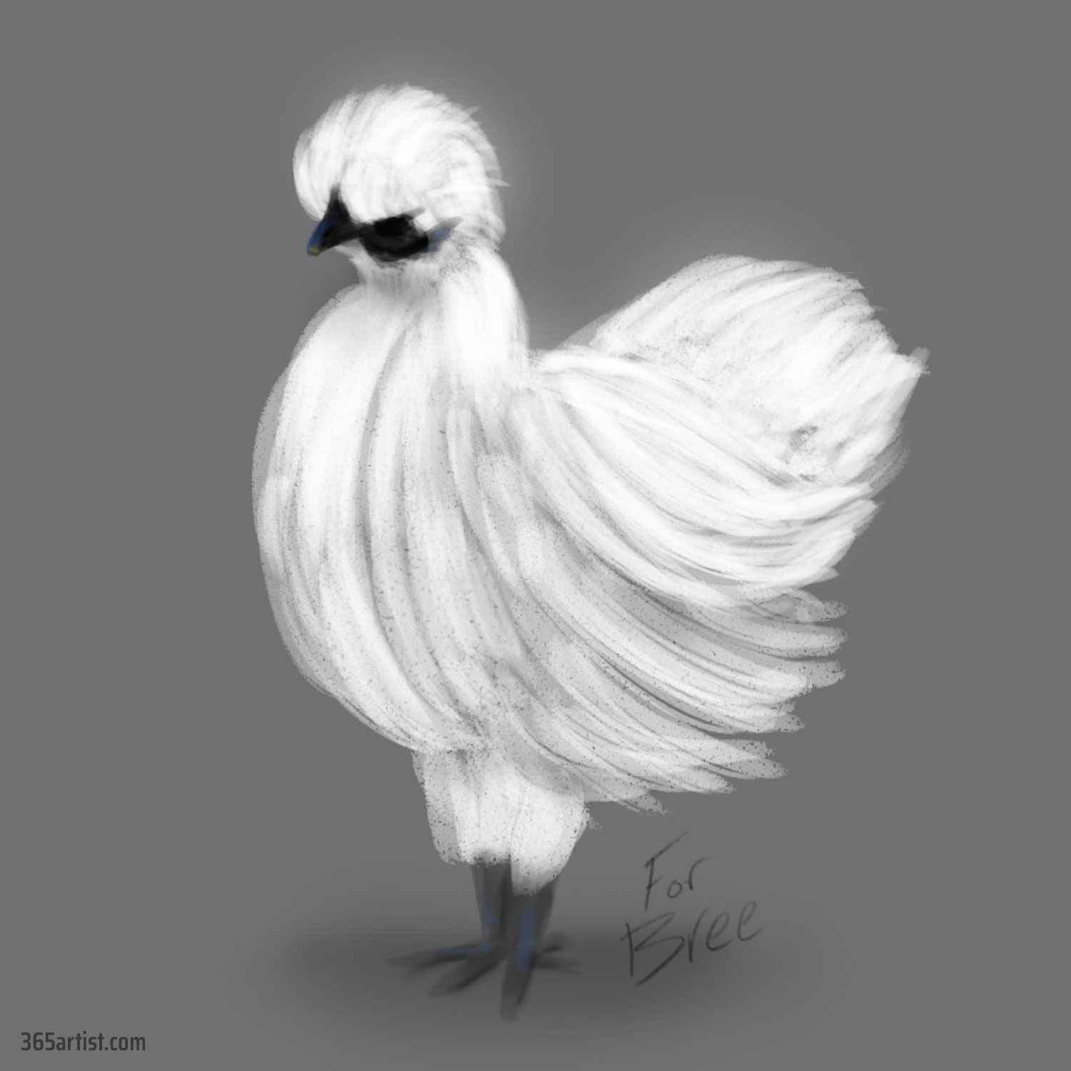 silkie chicken