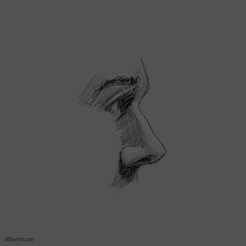 nose profile drawing practice